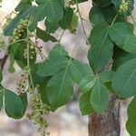Searsia longipes Leaf