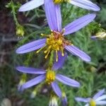 Galatella sedifoliaFlower