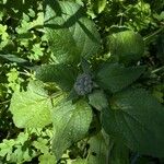 Borago officinalisFlower