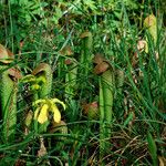 Sarracenia minor आदत