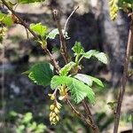 Ribes magellanicum Lorea