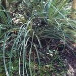 Bromelia pinguin List