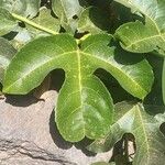 Passiflora edulis Levél
