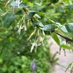 Ribes niveum Λουλούδι