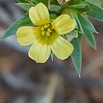 Linum strictum Blüte