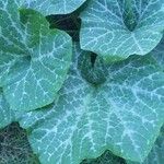 Cucurbita moschata 葉