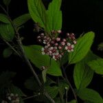 Spiraea bella