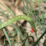 Lathyrus sphaericus Fruto