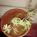 Sedum lineareपत्ता