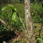 Dendrobium conanthum Habit