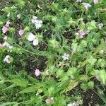 Vaccaria hispanica 花