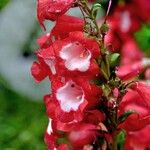 Penstemon hartwegii Çiçek