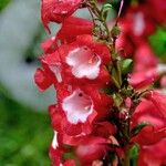 Penstemon hartwegii Blomma