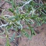 Sarcobatus vermiculatus Leaf