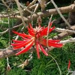 Erythrina flabelliformis Цвят