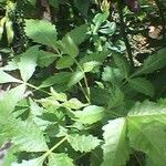 Bursera graveolens Leaf