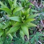Lilium lancifolium Blad