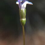 Solenopsis laurentia 花