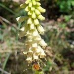 Digitalis lutea Virág