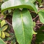 Passiflora laurifolia Leaf