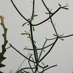 Euphorbia tirucalli Blad