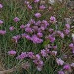 Armeria multiceps Kvet