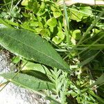 Senecio doronicum Leaf