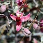 Krameria bicolor Flower