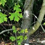 Acer macrophyllum Casca