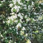 Crataegus laevigataΛουλούδι