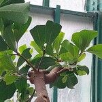 Ficus craterostoma Blatt