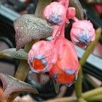 Echeveria purpusiorum Fleur