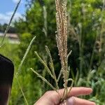 Paspalum urvillei Flors