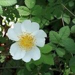 Rosa arvensis Квітка