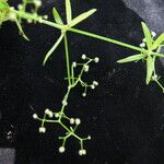 Galium hirtiflorum Habitus