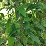 Ocotea acutifolia Hoja