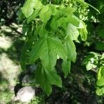 Acer campestreFeuille