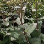 Sedum spectabile Habitat