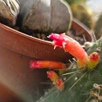 Cleistocactus hyalacanthus Flor