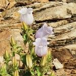 Campanula incurva Flor