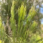 Exocarpos cupressiformis Delienn