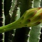 Cereus jamacaru Květ