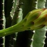 Cereus jamacaru Квітка