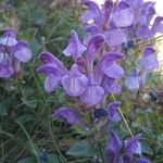 Scutellaria alpina Flower