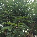 Tabebuia rosea Çiçek