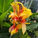 Canna × hybrida Květ