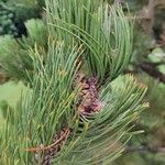Pinus banksiana Hoja