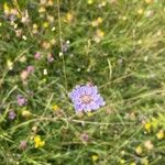 Scabiosa canescens फूल