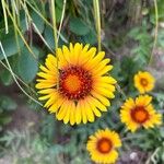 Gaillardia aristataFiore