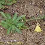 Oenothera longiflora Habit